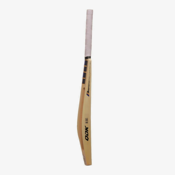 Kashmirkashmir willow bat